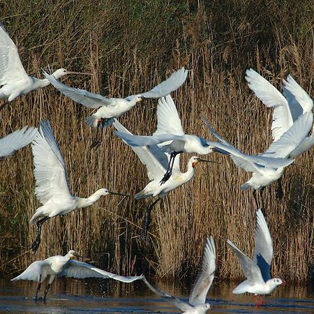 Madame Vacances Les Rives Marines Le Teich Bagian luar foto