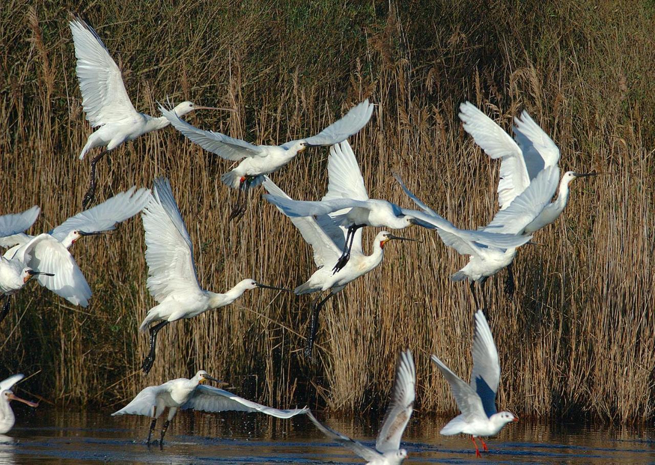 Madame Vacances Les Rives Marines Le Teich Bagian luar foto